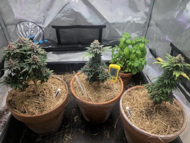 Pakistan Chitral Kush. Week 12