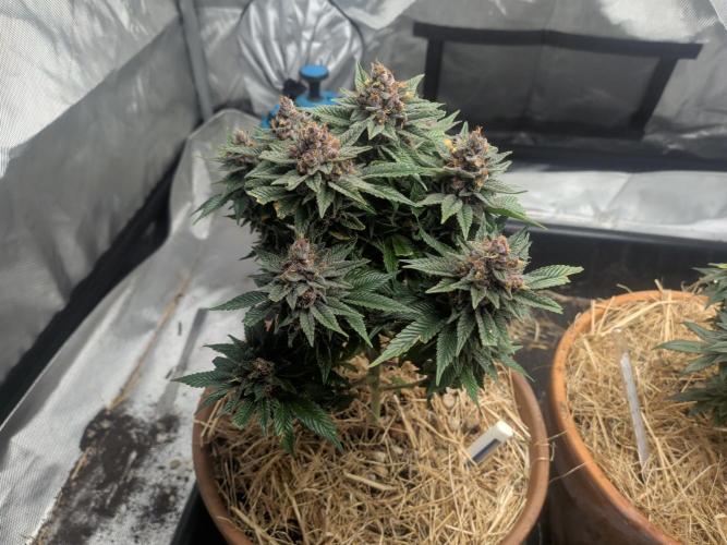 Pakistan Chitral Kush. Week 12