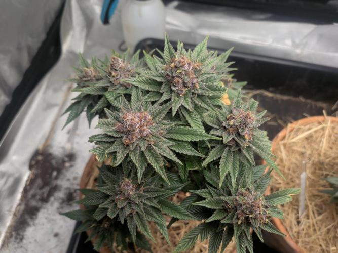 Pakistan Chitral Kush. Week 12