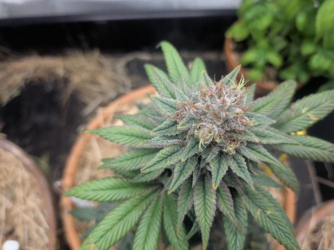 Pakistan Chitral Kush. Week 12