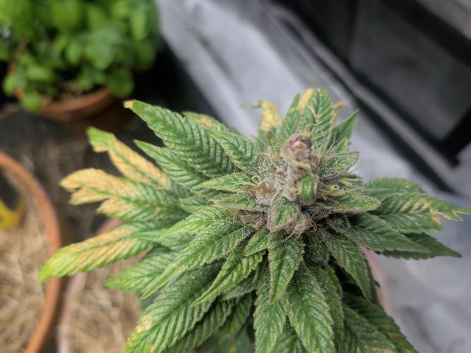 Pakistan Chitral Kush. Week 12