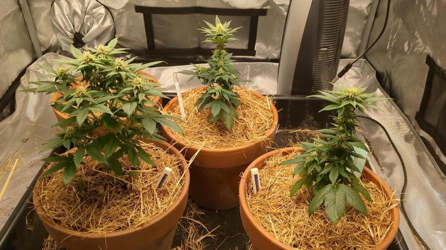 Pakistan Chitral Kush. Week 8