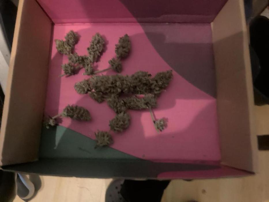 Pakistan Chitral Kush. Week 13