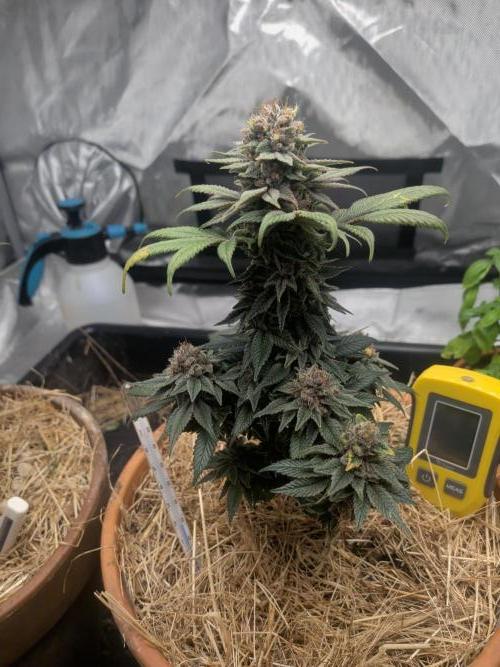 Pakistan Chitral Kush. Week 12