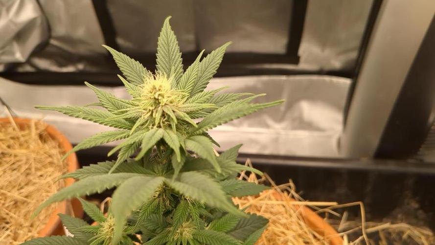 Pakistan Chitral Kush. Week 8