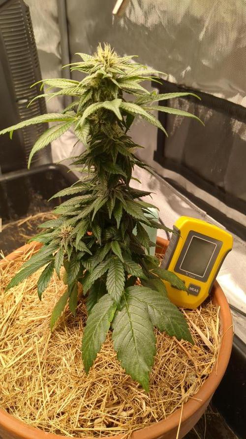 Pakistan Chitral Kush. Week 9