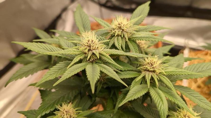 Pakistan Chitral Kush. Week 8