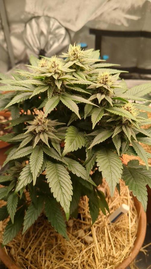 Pakistan Chitral Kush. Week 9