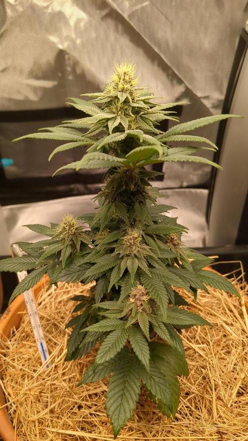 Pakistan Chitral Kush. Week 9