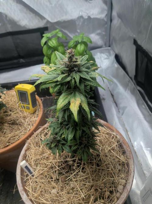 Pakistan Chitral Kush. Week 12