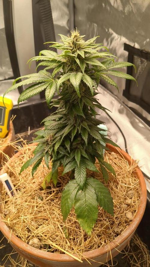 Pakistan Chitral Kush. Week 10