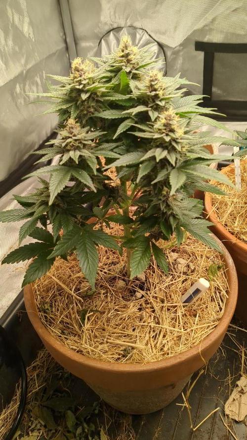 Pakistan Chitral Kush. Week 10