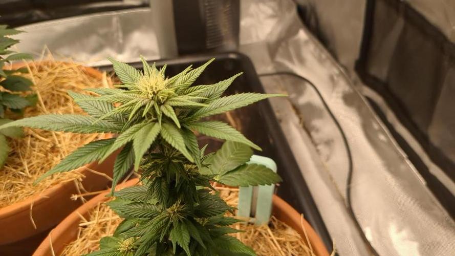 Pakistan Chitral Kush. Week 8