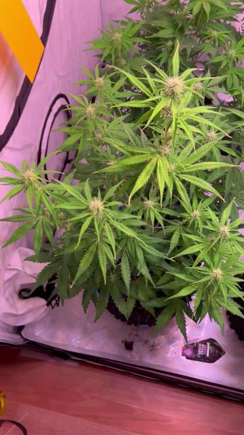 Hombebox Q100 Grow_bob