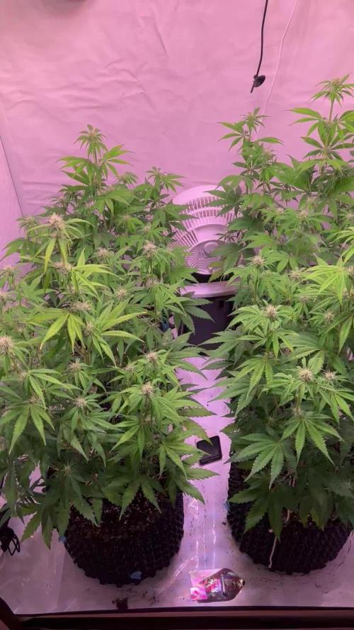 Hombebox Q100 Grow_bob