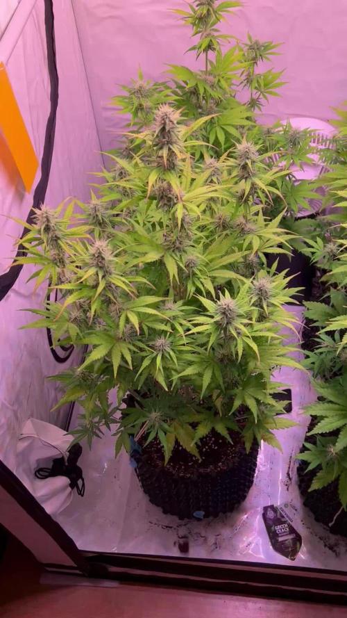 Hombebox Q100 Grow_bob