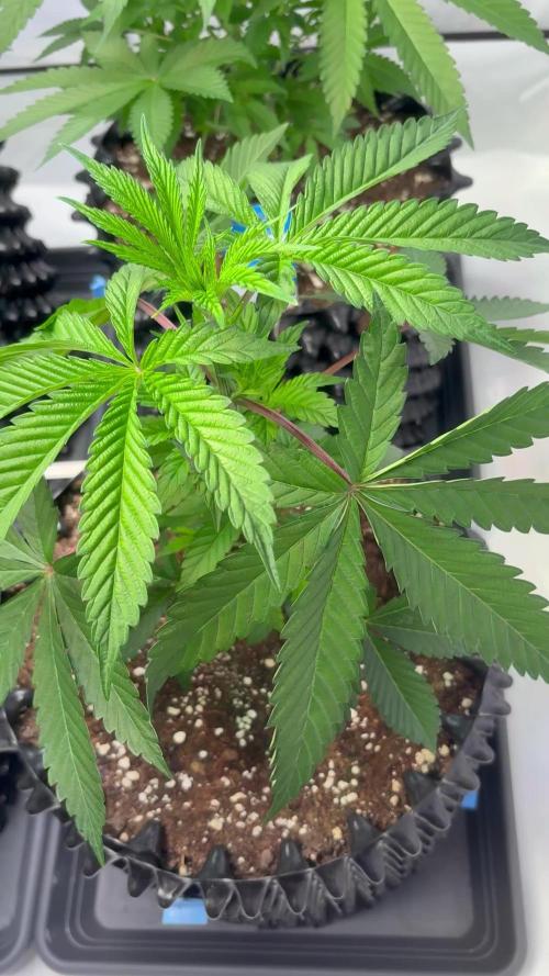 Lemon cherry & bubblegum xl