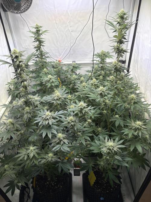 Lemon cherry & bubblegum xl. Week 6 - Lemon cherry gelato und bubblegum xl 