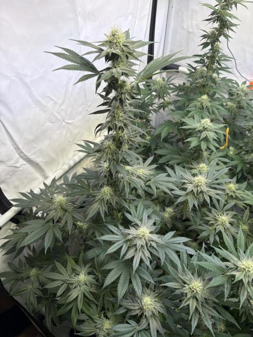 Lemon cherry & bubblegum xl. Week 6 - Lemon cherry gelato