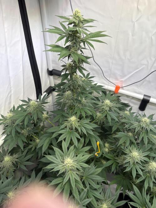 Lemon cherry & bubblegum xl. Week 6 - Lemon cherry gelato