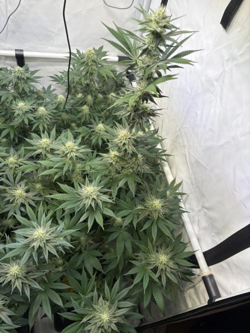 Lemon cherry & bubblegum xl. Week 6 - Lemon cherry gelato