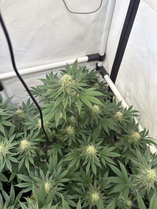 Lemon cherry & bubblegum xl. Week 6 - Bubblegum xl 