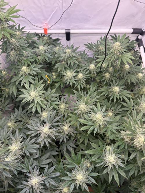 Lemon cherry & bubblegum xl. Week 6 - Sicht von oben 