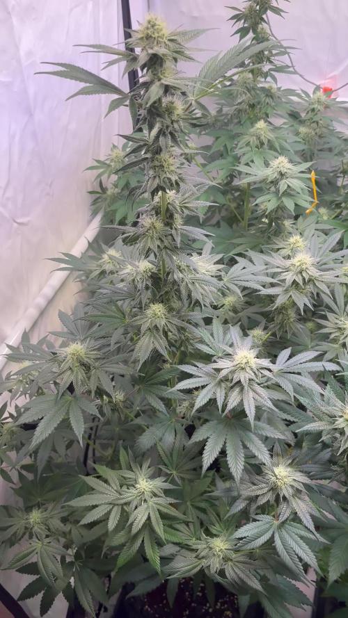 Lemon cherry & bubblegum xl