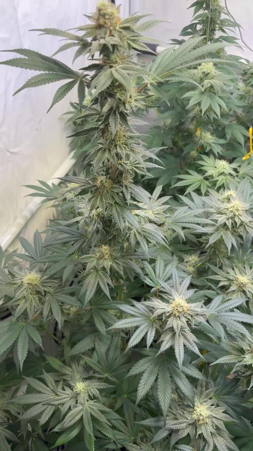 Lemon cherry & bubblegum xl