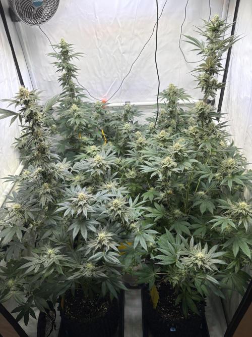Lemon cherry & bubblegum xl. Week 7 - Lemon Cherry Gelato & Bubblegum XL