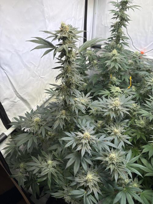 Lemon cherry & bubblegum xl. Week 7 - Lemon Cherry Gelato