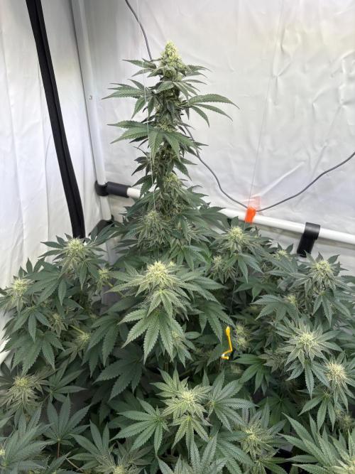 Lemon cherry & bubblegum xl. Week 7 - Lemon Cherry Gelato