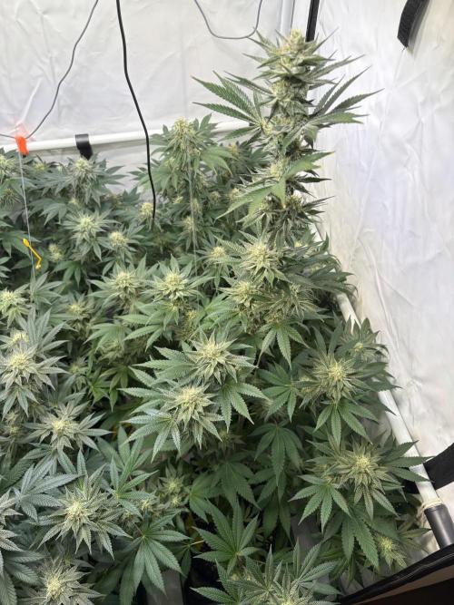 Lemon cherry & bubblegum xl. Week 7 - Lemon Cherry Gelato