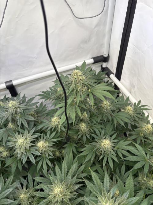 Lemon cherry & bubblegum xl. Week 7 - Bubblegum XL