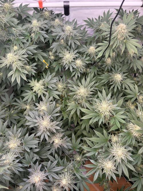 Lemon cherry & bubblegum xl. Week 7 - Sicht von oben 