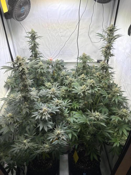 Lemon cherry & bubblegum xl. Week 8 - 3x Lemon Cherry Gelato und 1 Bubblegum XL 