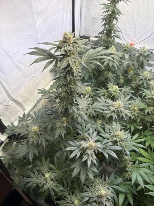 Lemon cherry & bubblegum xl. Week 8 - Lemon Cherry Gelato