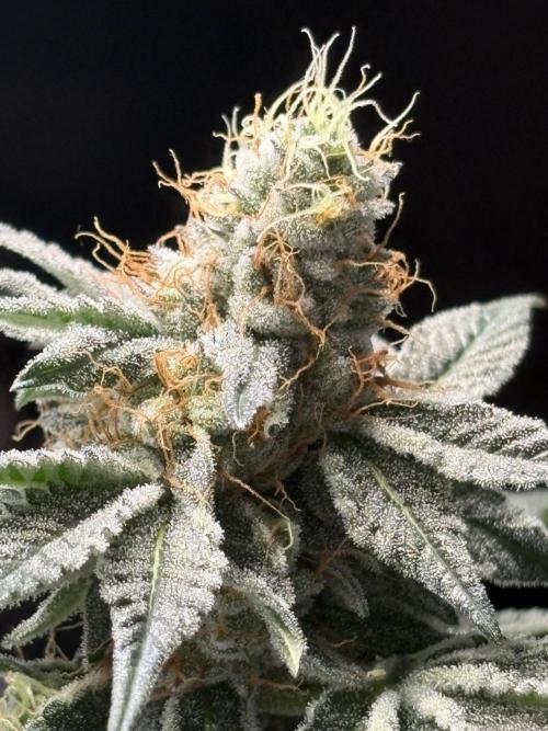 Lemon cherry & bubblegum xl. Week 8 - Lemon Cherry Gelato