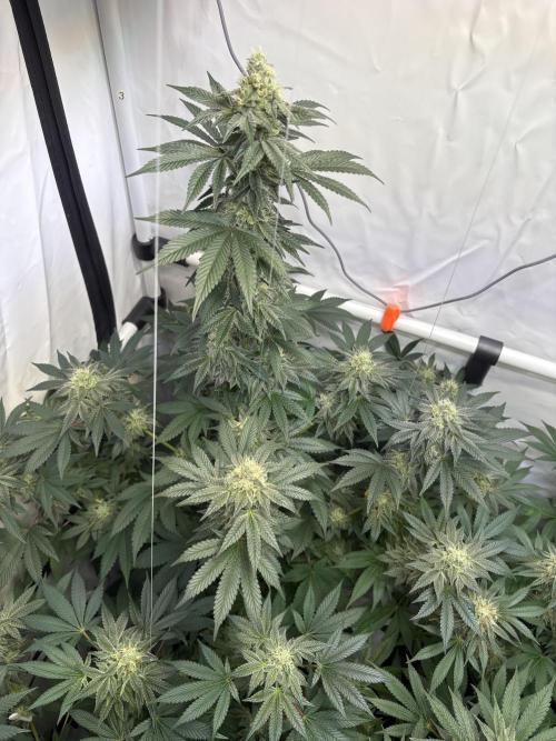 Lemon cherry & bubblegum xl. Week 8 - Lemon Cherry Gelato