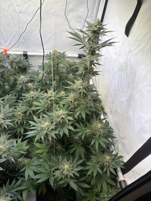 Lemon cherry & bubblegum xl. Week 8 - Lemon Cherry Gelato