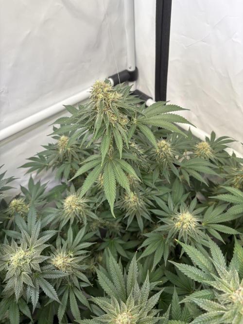Lemon cherry & bubblegum xl. Week 8 - Bubblegum XL 