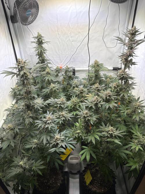 Lemon cherry & bubblegum xl. Week 9 - 3x Lemon cherry gelato & Bubblegum XL