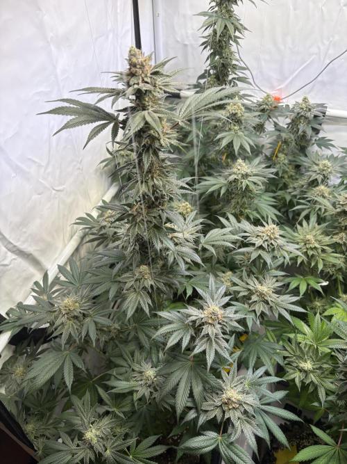 Lemon cherry & bubblegum xl. Week 9 - Lemon cherry gelato 