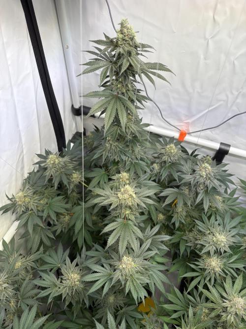 Lemon cherry & bubblegum xl. Week 9 - Lemon cherry gelato 