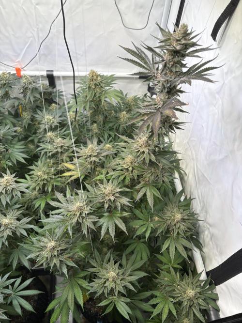 Lemon cherry & bubblegum xl. Week 9 - Lemon cherry gelato 