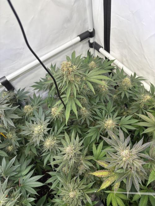 Lemon cherry & bubblegum xl. Week 9 - Bubblegum XL