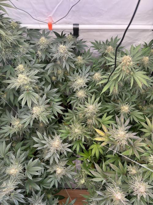 Lemon cherry & bubblegum xl. Week 9 - Sicht von oben 