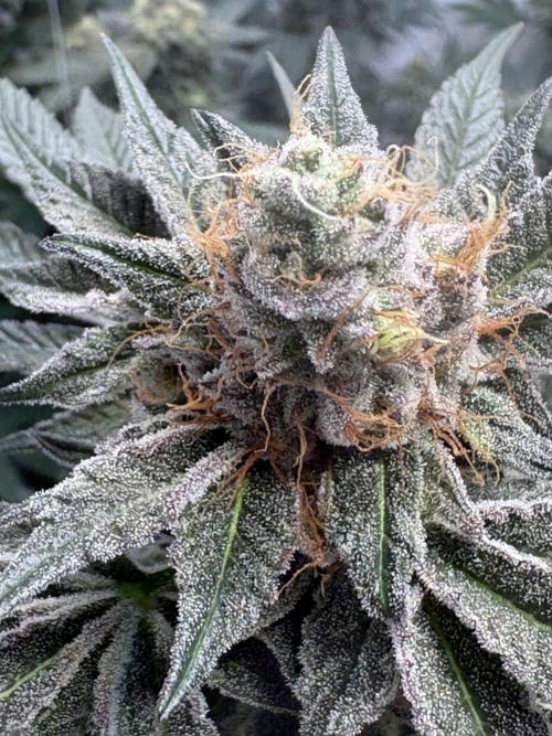 Lemon cherry & bubblegum xl. Week 9 - Lemon cherry gelato 