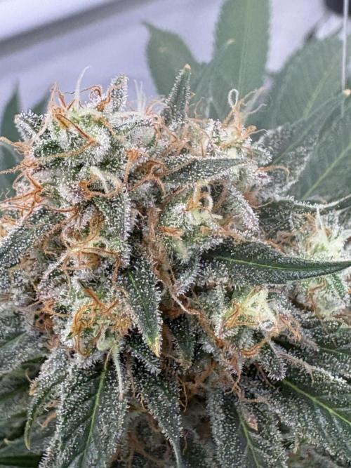 Lemon cherry & bubblegum xl. Week 9 - Bubblegum XL