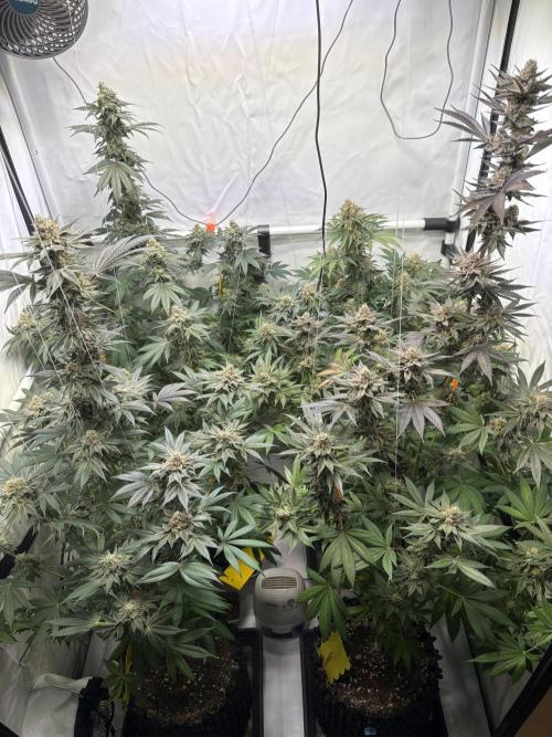 Lemon cherry & bubblegum xl. Week 15 - 1 Tag vor Ernte 